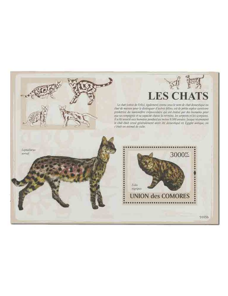 COMORES : Thématique( Chats)